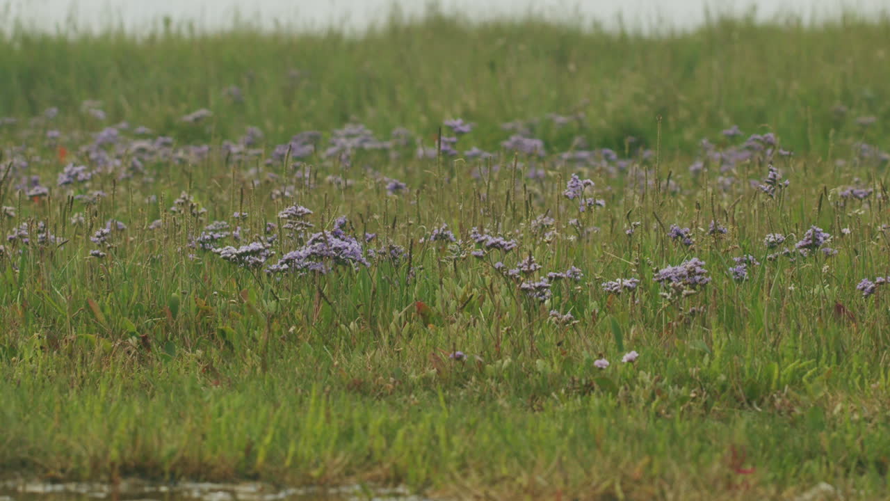статический средний широкий снимок цветочного поля с фиолетовыми цветами возле берега северного моря