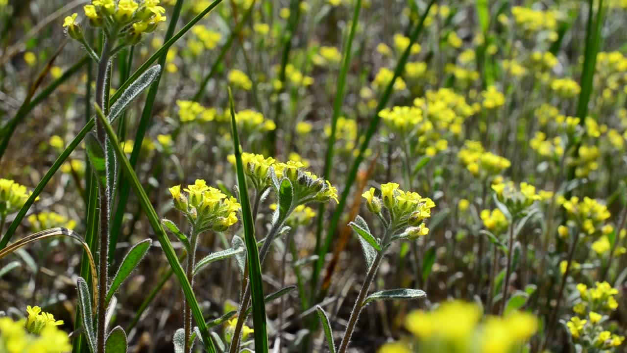 Flowers among a grass. Yellow background from flowers