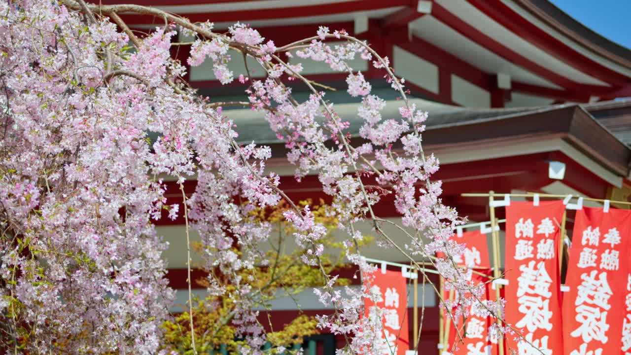 Close up of cherry blossoms with the Senso-ji temple in Asakusa, Tokyo, Japan in the background