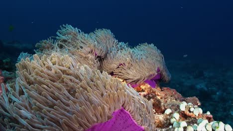 purple sea anemone swaying in current on coral reef in the maldives