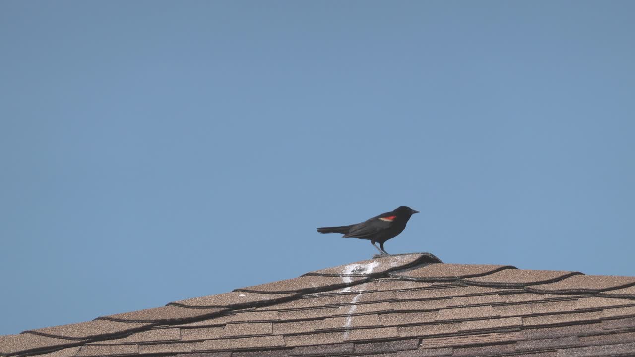 A red-winged blackbird perched on a roof, preening, cawing, surveying the surroundings