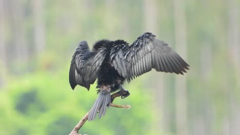 Cormorán-En-El-árbol-Que-Se-Enfría-En-El-Estanque