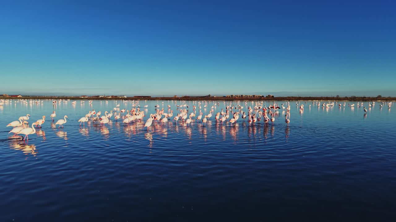 Flamingos gather on water during sunset at a salt lagoon location