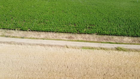 Das-Grüne-Feld-Der-Vigna-Radiata-Nützliche-Tropische-Blütenpflanzen-Unter-Dem-Hell-Bewölkten-Himmel---Weitwinkelaufnahme