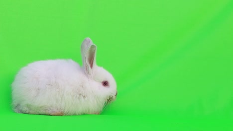cute white rabbit on green screen