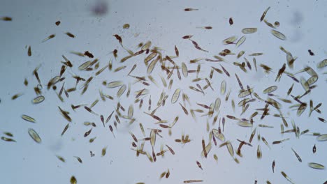 protozoa single cell organisms in microscope bright field