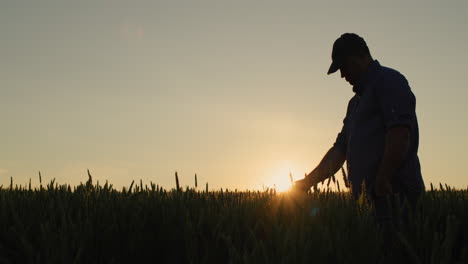 a farmer looks at his field of wheat. clear summer evening