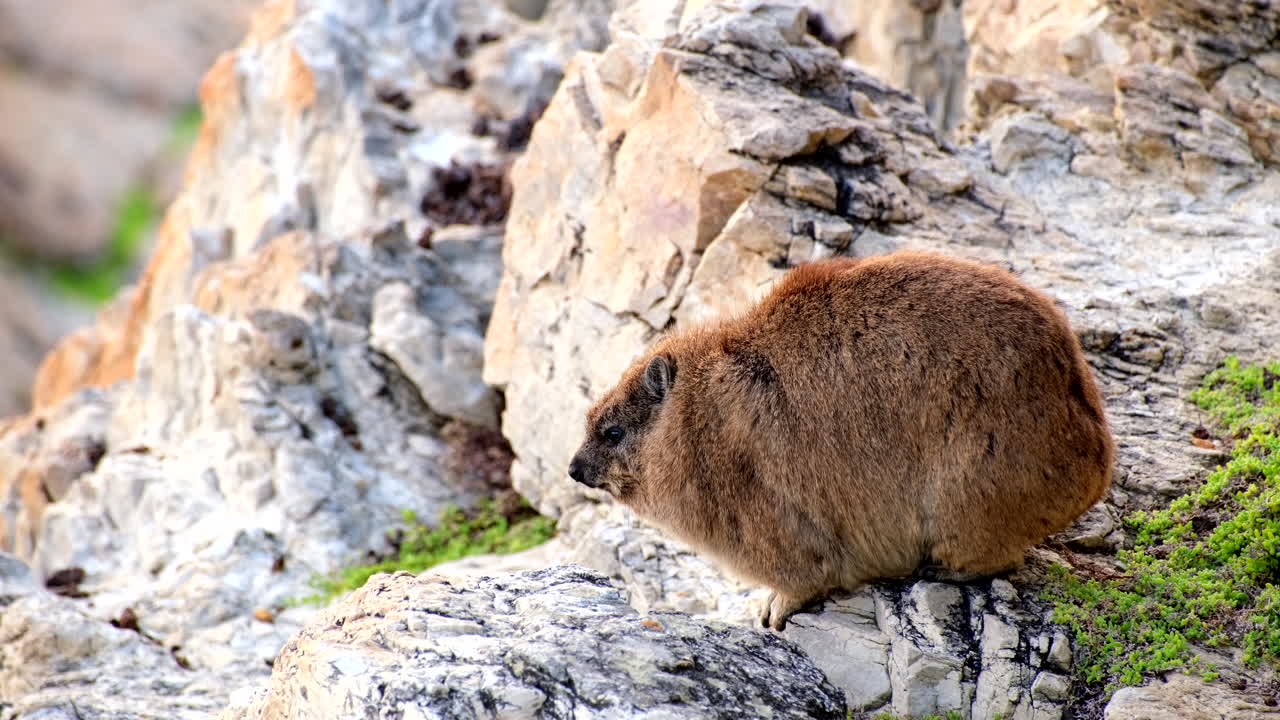 Furry rock rabbit basks in early morning sun on rocky coastline of Hermanus