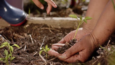 Close-up-of-senior-biracial-grandmother-and-grandson-holding-seedling-in-sunny-garden,-slow-motion