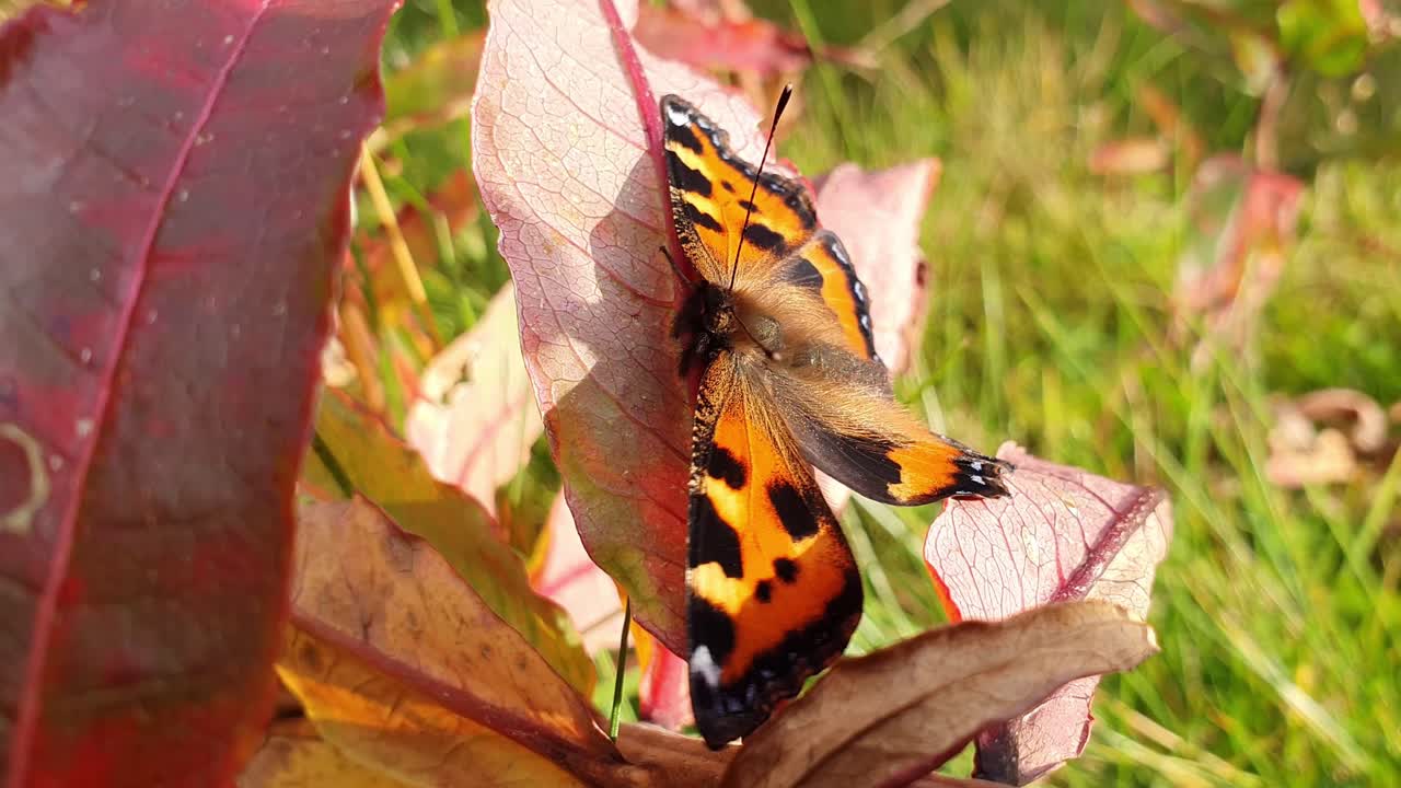 hermosa mariposa sentada en una licencia roja