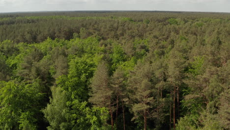AERIAL:-Slow-flight-forward-towards-Rich-Green-Forest-Tree-Tops-over-Germany-European-Woods-with-Cloudy-Sky