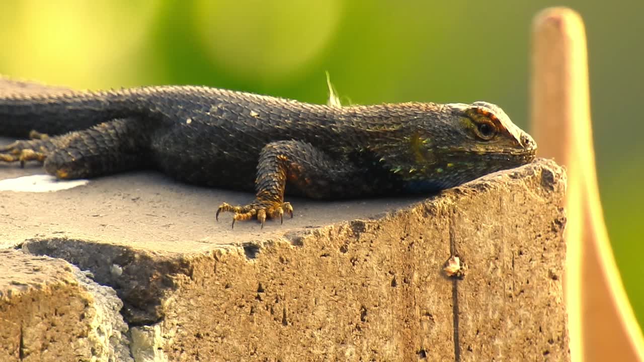 Adult Western Fence Lizard basking in the sun of Southern California before running to cover