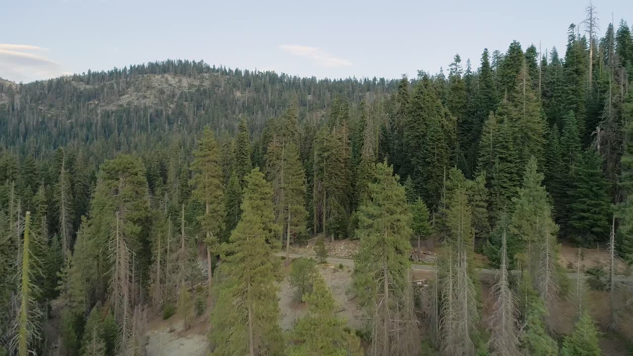 Sorvolo aereo di alberi e strada nella Sequoia al crepuscolo.