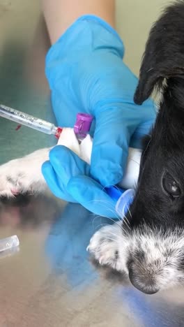 veterinary blood draw procedure on a puppy