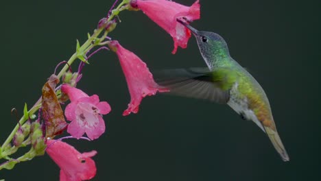 el colibri vuela a cámara lenta a algunas flores de campana rosadas
