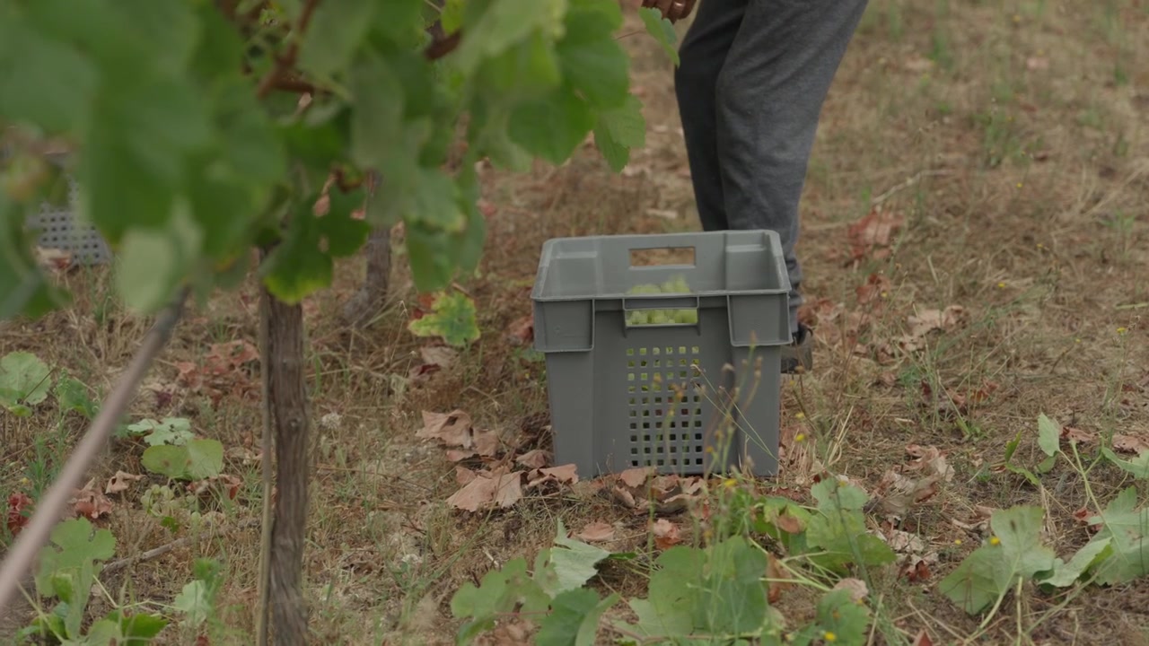 Lavoratore che cammina accanto a una cassa per la raccolta su terreno asciutto durante la vendemmia in un vigneto portoghese.