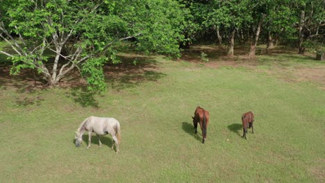 Los-Caballos-Salvajes-Pastan-En-Los-Pastizales.-Vista-Desde-Arriba