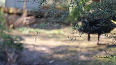 an emu walking through a zoo enclosure