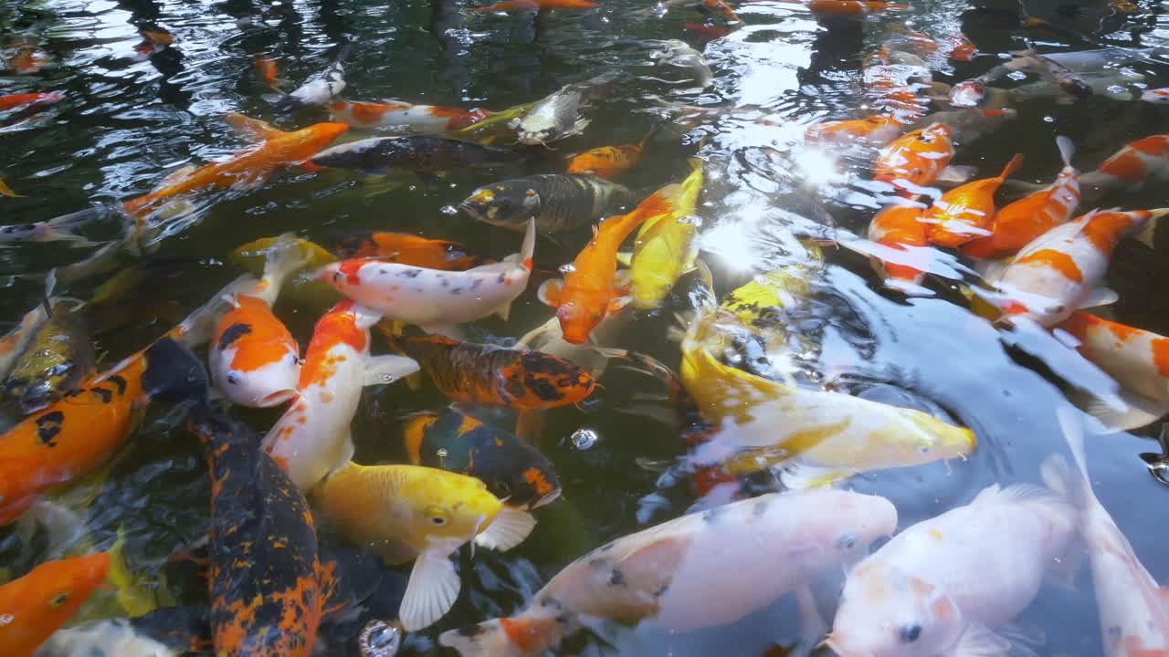 A vivid display of koi fish eagerly feeding in a peaceful pond showcasing nature's beauty and vibrant colors