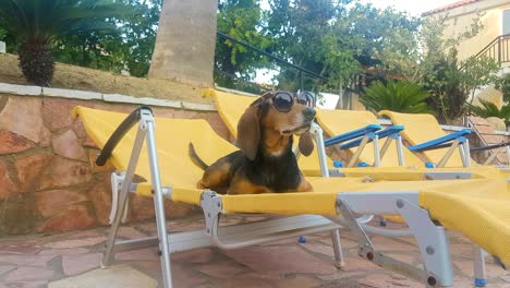 un perro de caza gracioso en una chaise longue con gafas de sol en un momento de verano.