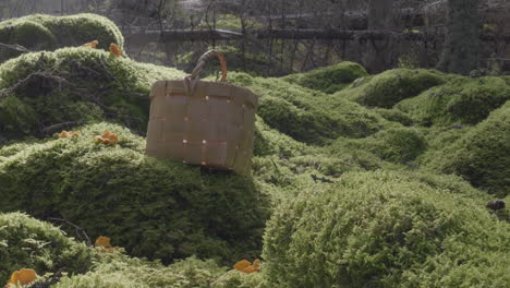 scene of cantharellus mushrooms and basket in moss on a sunny day