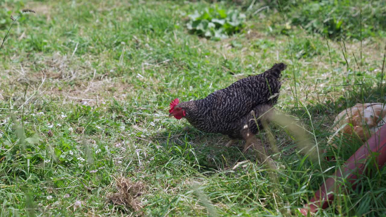 una gallina picoteando en cámara lenta