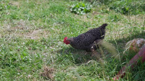 a hen pecking in slow motion