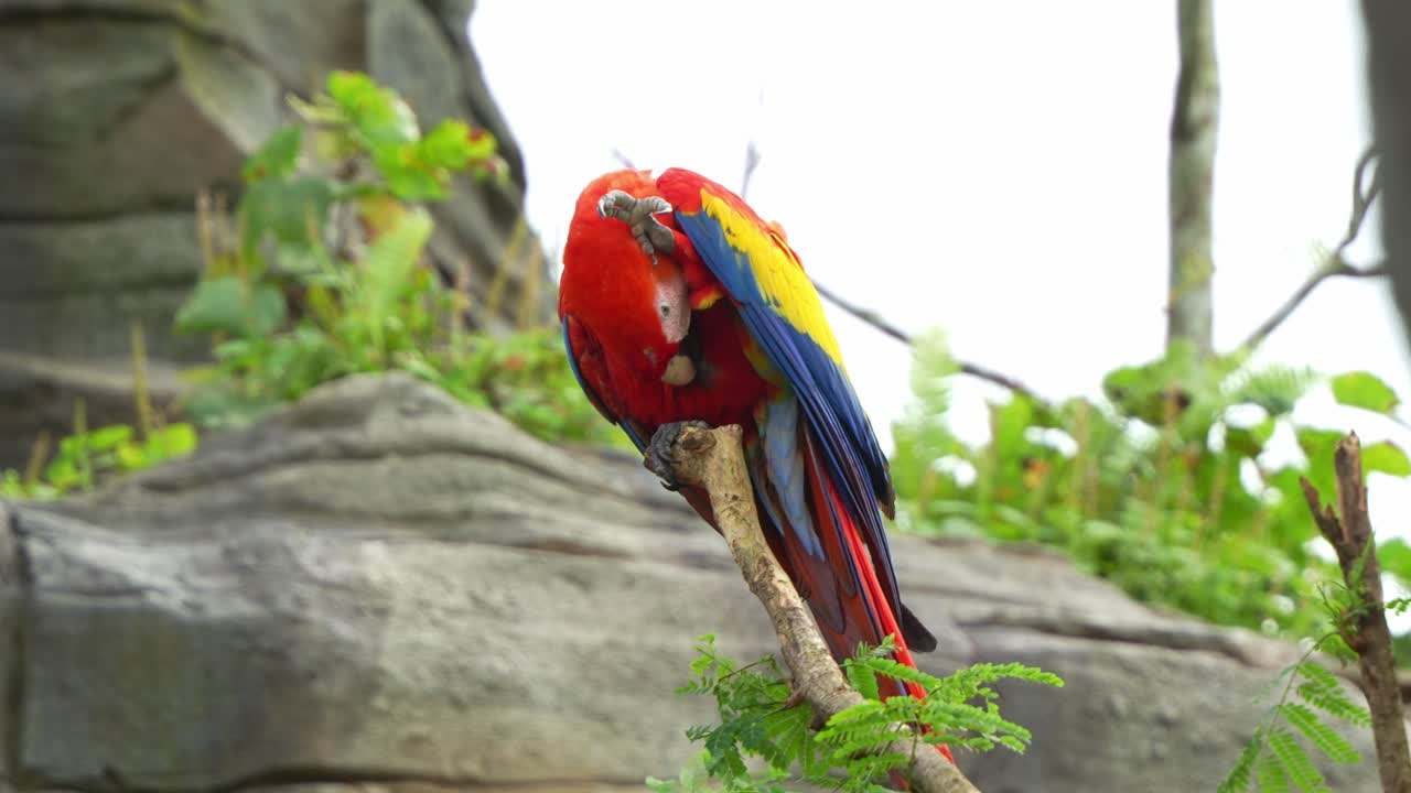 macao escarlata, ara macao, encaramado en la parte superior, arreglando y arreglando sus plumas, especies de aves exóticas sufrieron la extinción local debido a la captura para el comercio ilegal de loros, cámara lenta de primer plano