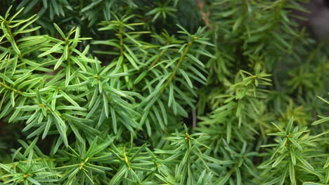 Grüner-Baum-In-üppiger-Gartenumgebung,-Slider-Aufnahme