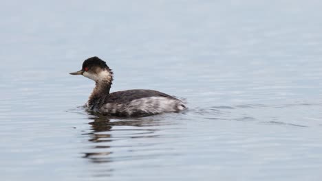 Eared-Grebe,-Podiceps-nigricollis