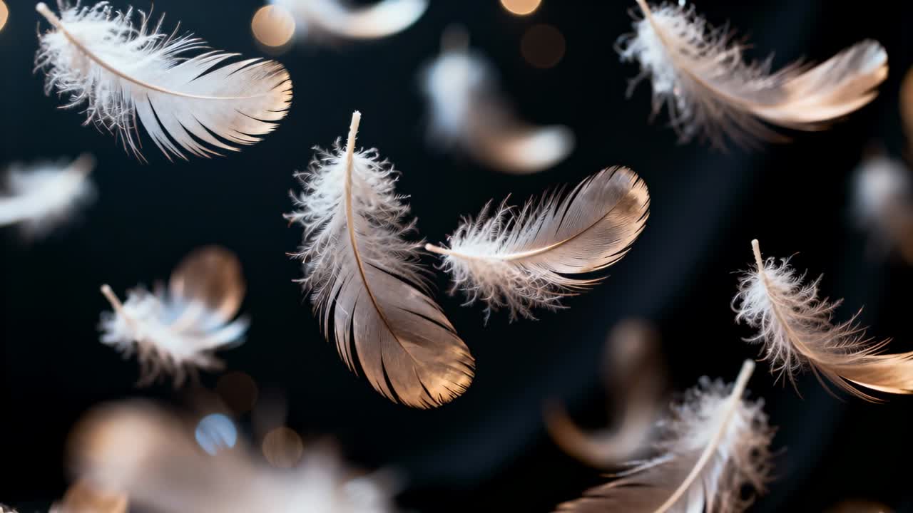 Blid brise skubber beige fjerklase, der svæver og roterer i et mørkt studie med varmt bokeh-lys.