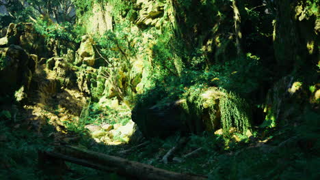 lush green forest landscape with sunlit foliage and rocky formations