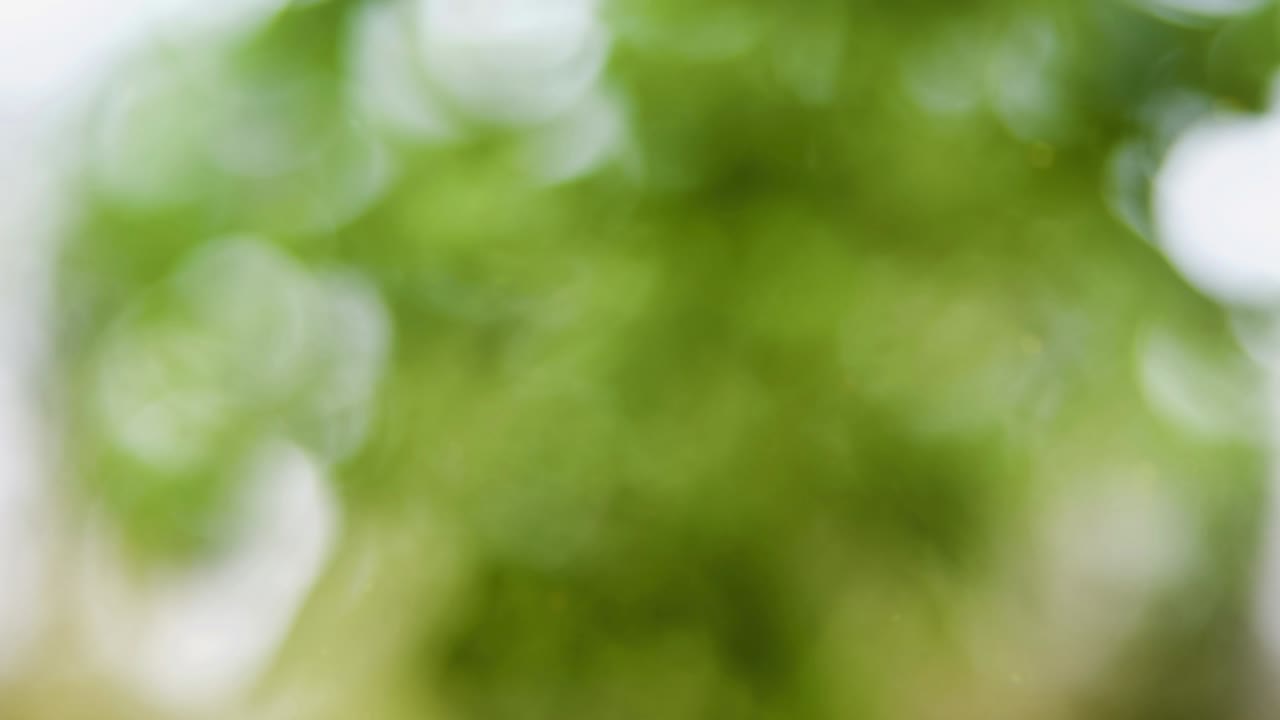 fondo de movimiento de bokeh de bosque abstracto