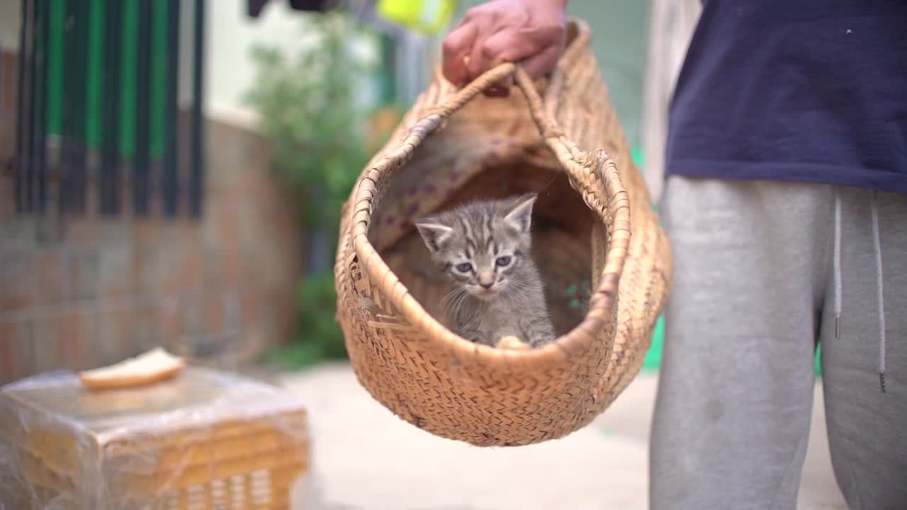 pequeños gatos bebés lindos en la canasta aprendiendo a caminar al aire libre