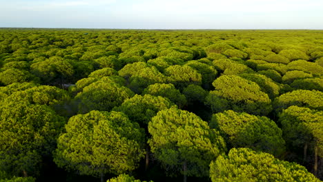 aerial view of parasol pine trees with bright green foliage near el rompido in spain