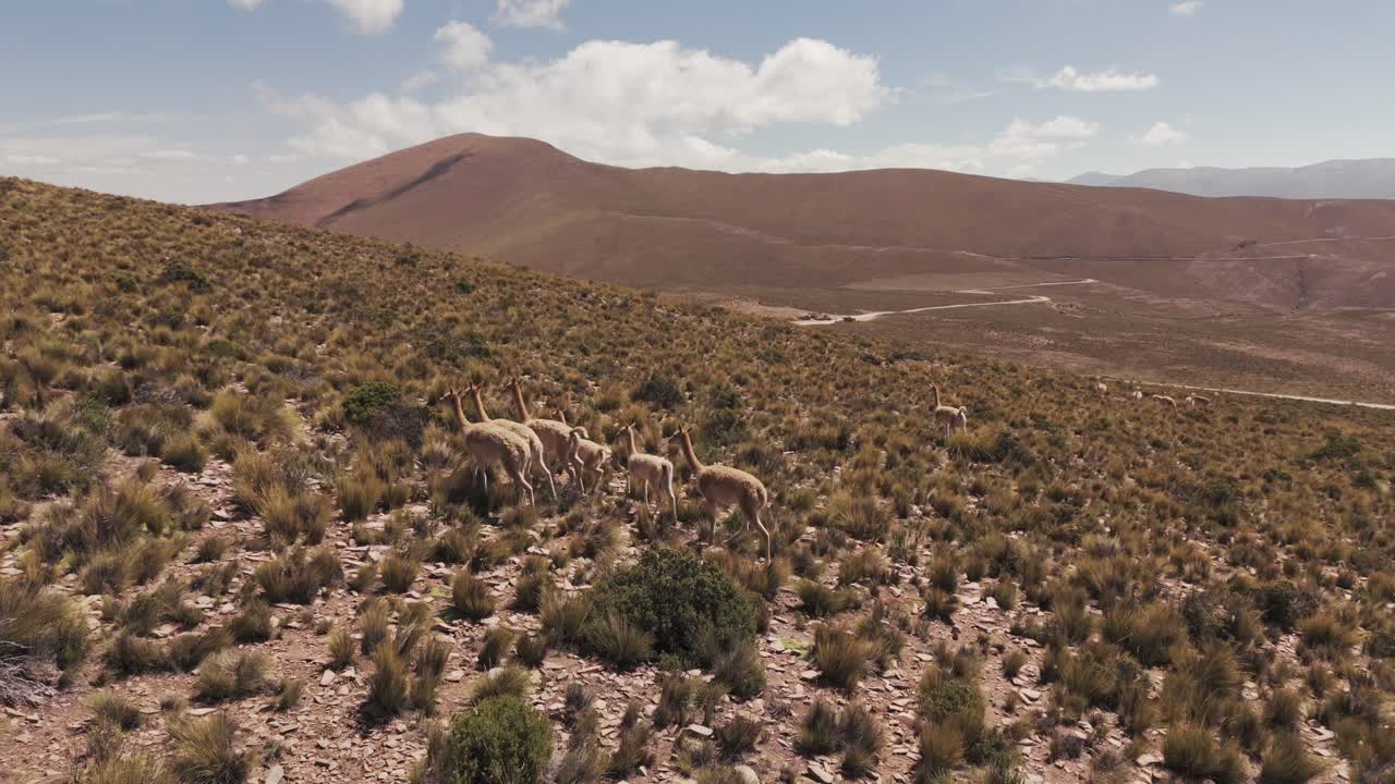 Herd of Vicuñas Roaming Arid Andean Mountain Slopes