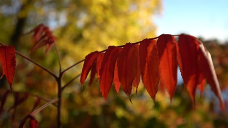 Las-Hojas-De-Zumaque-Se-Cierran-Durante-La-Temporada-De-Otoño-Con-Un-Color-Naranja-Rojo-Intenso