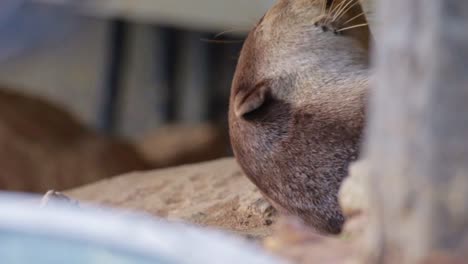 adult smooth coated otter sleeping