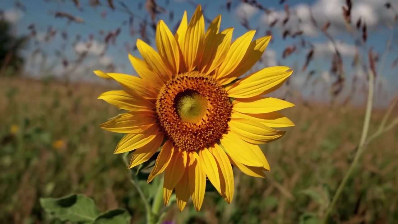 Primer plano de un girasol vibrante floreciendo en un campo soleado
