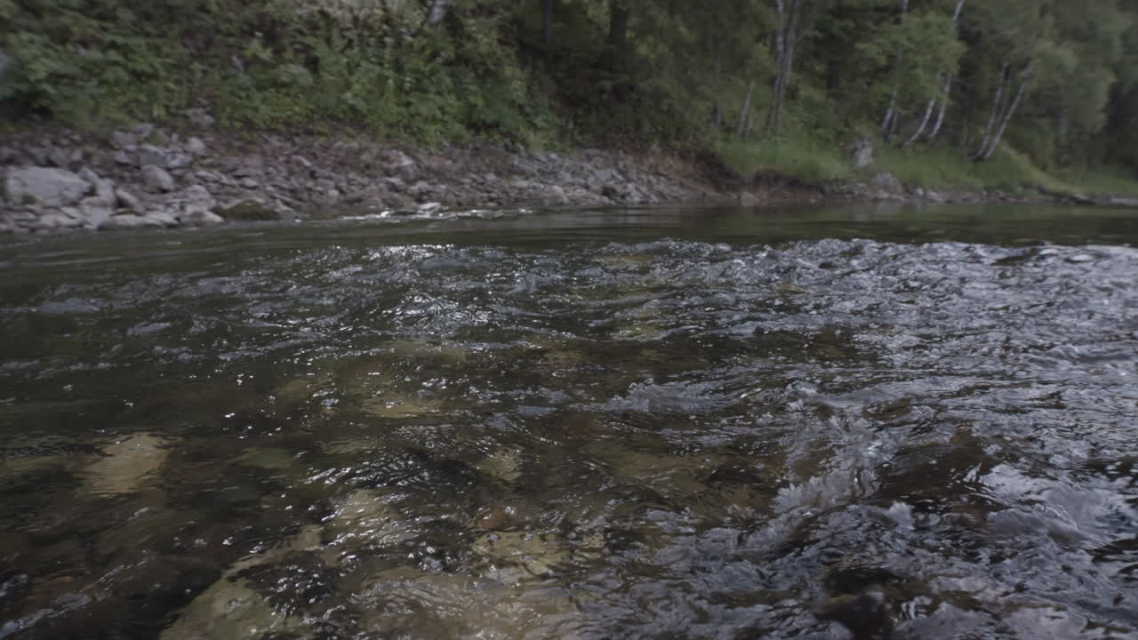 Un fiume che scorre attraverso una foresta