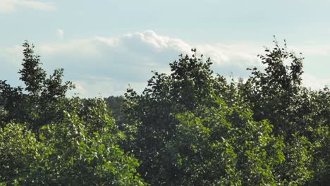 Green-Foliage-Of-trees-Blown-By-Wind