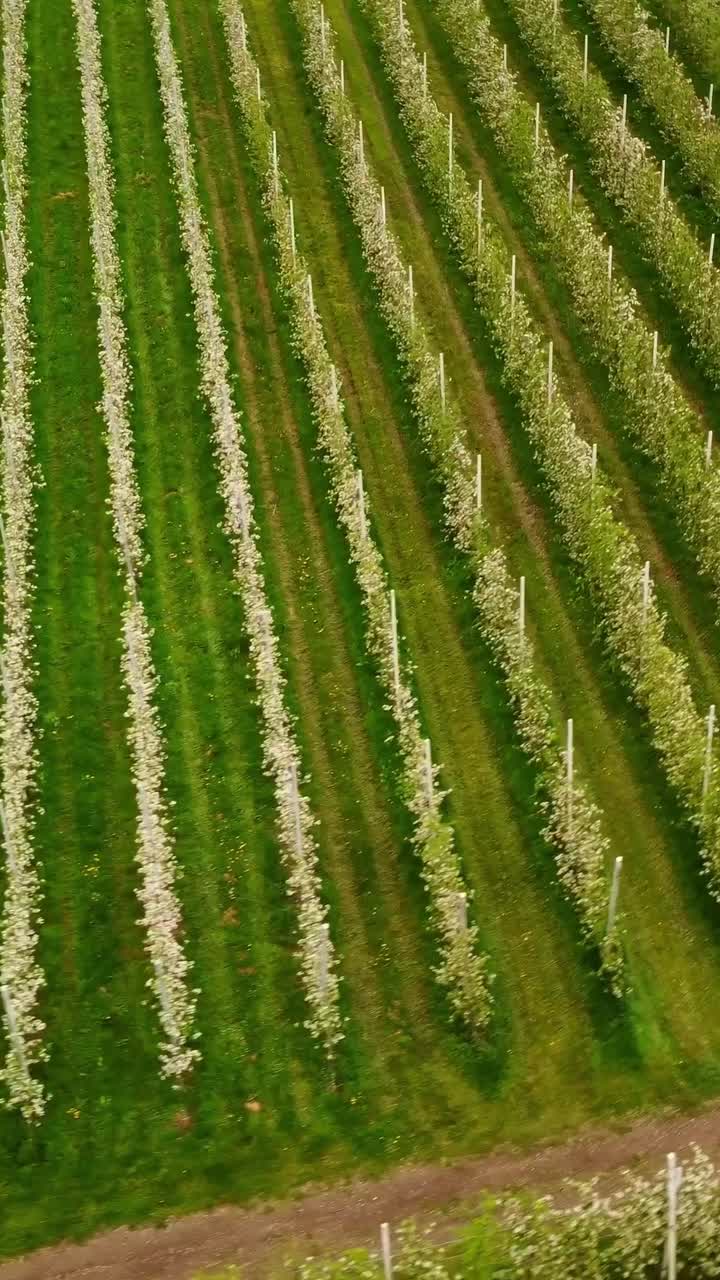 Tightly packed orchard lines with soft light and vibrant green, vertical aerial high angle orbit backdrop background