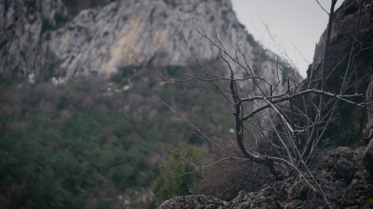 árbol desnudo y muerto solitario en la ladera de una montaña rocosa