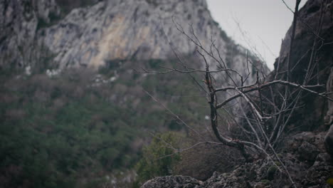 árbol-Desnudo-Y-Muerto-Solitario-En-La-Ladera-De-Una-Montaña-Rocosa