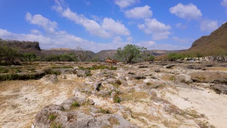 free range camels in a desert near the wadi darbat oasis in oman