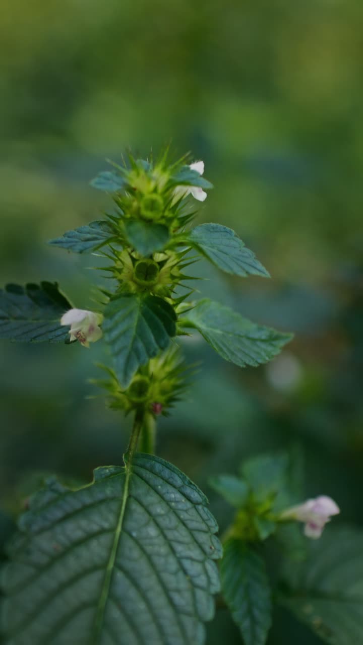 primer plano de una planta verde