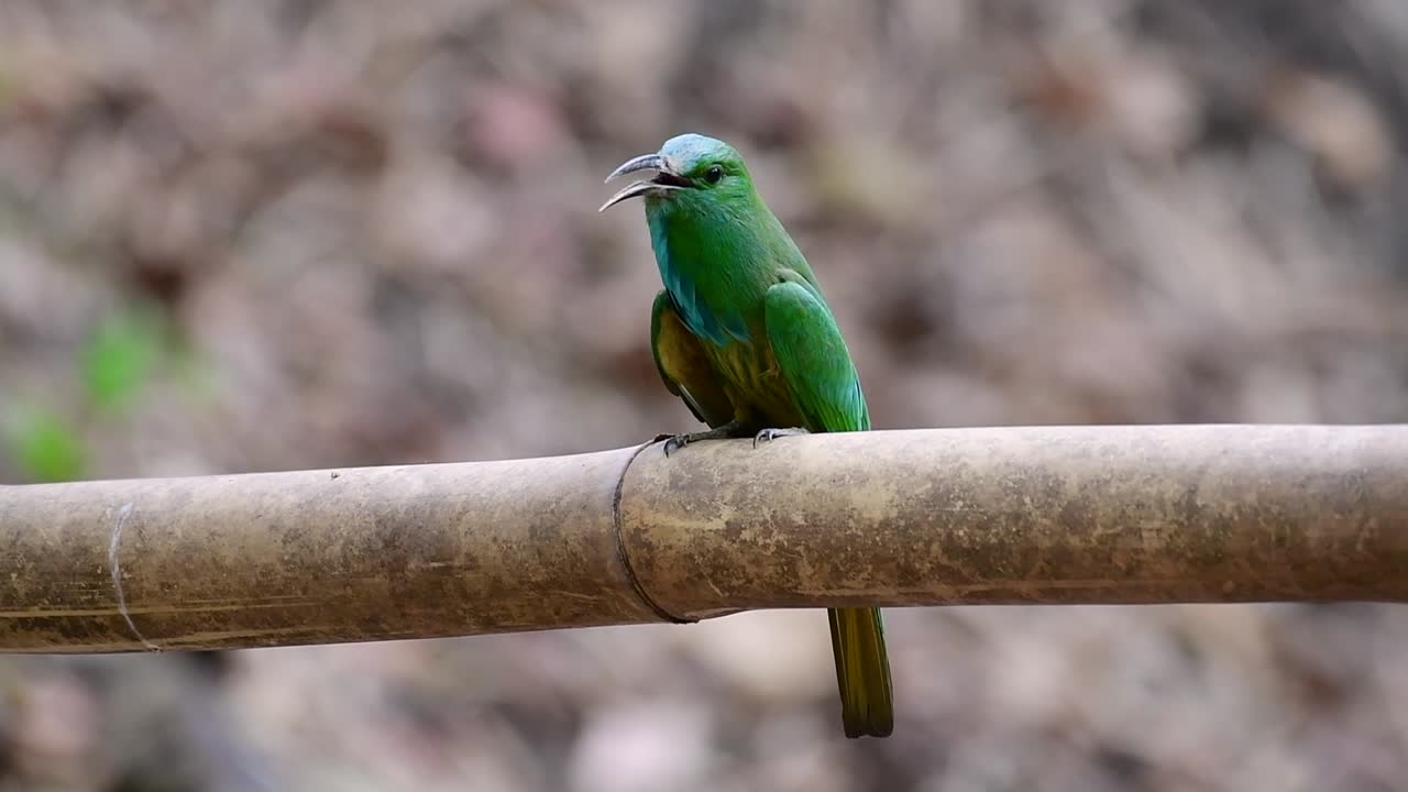 el abejaruco de barba azul se encuentra en la península de malaya, incluida tailandia, en claros de bosques particulares