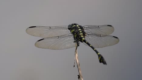 La-Libélula-De-Cola-De-Brida-Común-Se-Ve-Comúnmente-En-Tailandia-Y-Asia