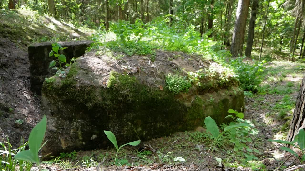 Abandoned second world war concrete bunker hidden in beautiful green forest and grass on top. Static shot