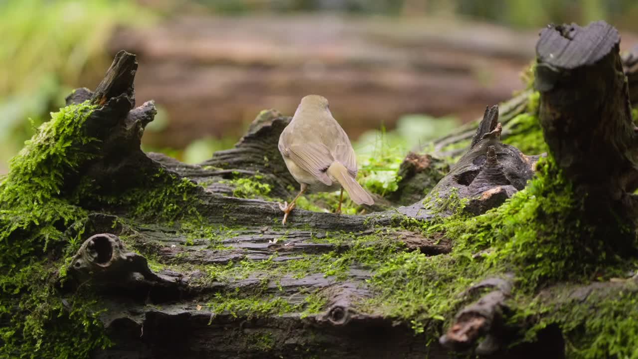 Slow motion Eurasian robin perched on mossy log in Dutch woodland habitat